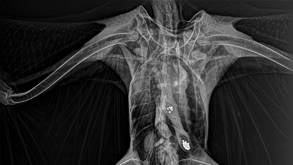 Das vom Tri-State Bird Rescue &amp; Research bereitgestellte Röntgenbild zeigt Metallpartikel im Magen-Darm-Trakt eines Weißkopfseeadlers in Newark (Delaware). Eine neue Studie legt nahe, dass jeder zweite Adler an einer Vergiftung leidet.