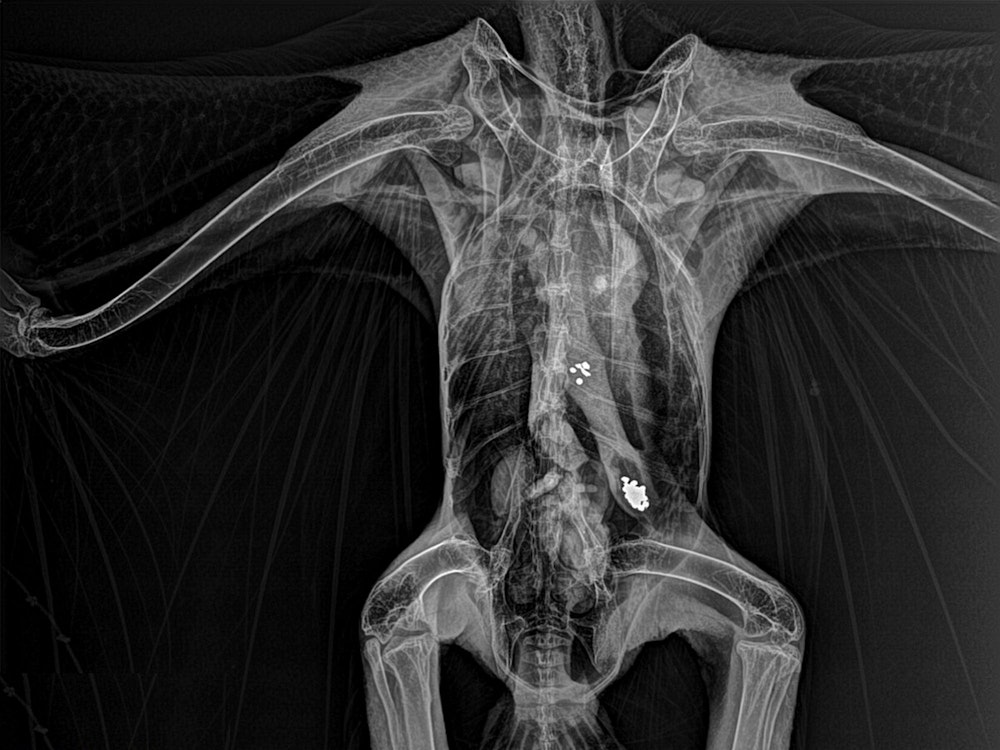 Das vom Tri-State Bird Rescue & Research bereitgestellte Röntgenbild zeigt Metallpartikel im Magen-Darm-Trakt eines Weißkopfseeadlers in Newark (Delaware). Eine neue Studie legt nahe, dass jeder zweite Adler an einer Vergiftung leidet.