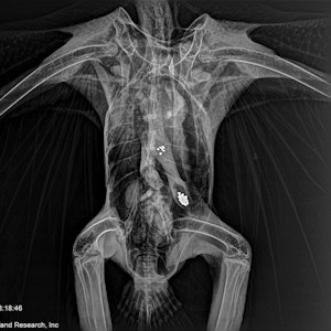 Das vom Tri-State Bird Rescue & Research bereitgestellte Röntgenbild zeigt Metallpartikel im Magen-Darm-Trakt eines Weißkopfseeadlers in Newark (Delaware). Eine neue Studie legt nahe, dass jeder zweite Adler an einer Vergiftung leidet.
