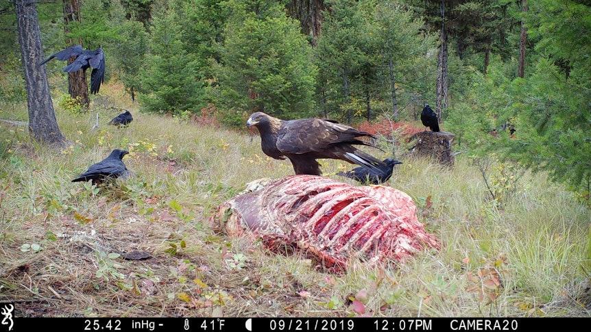 Das Archivfoto aus dem Jahr 2019 zeigt einen Steinadler, der auf den Überresten eines Elchs im US-Bundesstaat Montana steht. Überall in den USA sind Bleireste zu finden – in Form von Munition. Adler nehmen sie zu sich, wenn sie Aas fressen. Viele von ihnen leiden an einer Bleivergiftung.