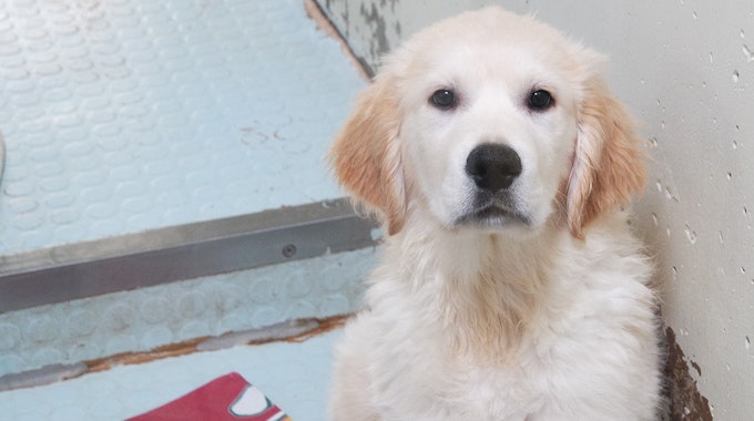 Golden-Retriever-Welpe: Ein ergreifendes Video zeigt, wie der kleine Hund vor dem Tod gerettet wurde. Unser Archivbild wurde 2012 gemacht und zeigt nicht den betreffenden Welpen.
