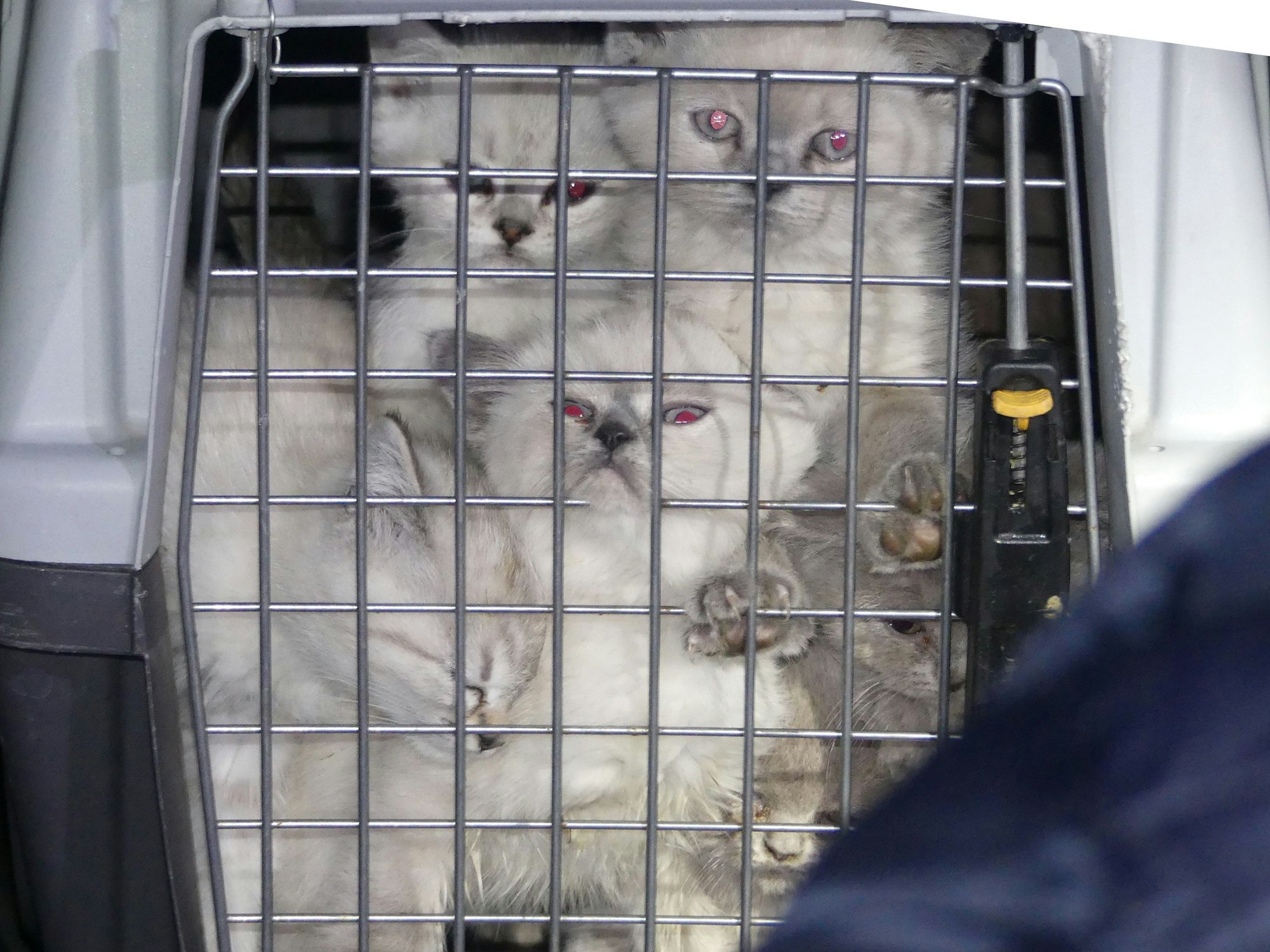 Katzenbabys in einem Käfig