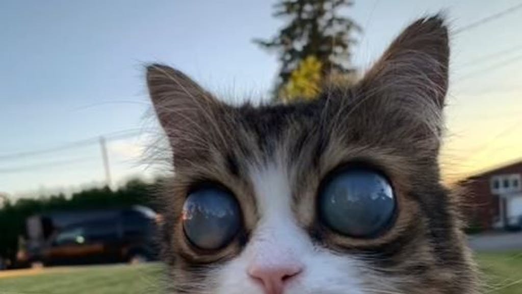 Die blinde Katze Pico wird mit ihren riesigen Augen zu einem Star auf TikTok.