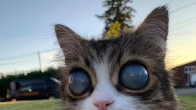 Die blinde Katze Pico wird mit ihren riesigen Augen zu einem Star auf TikTok.