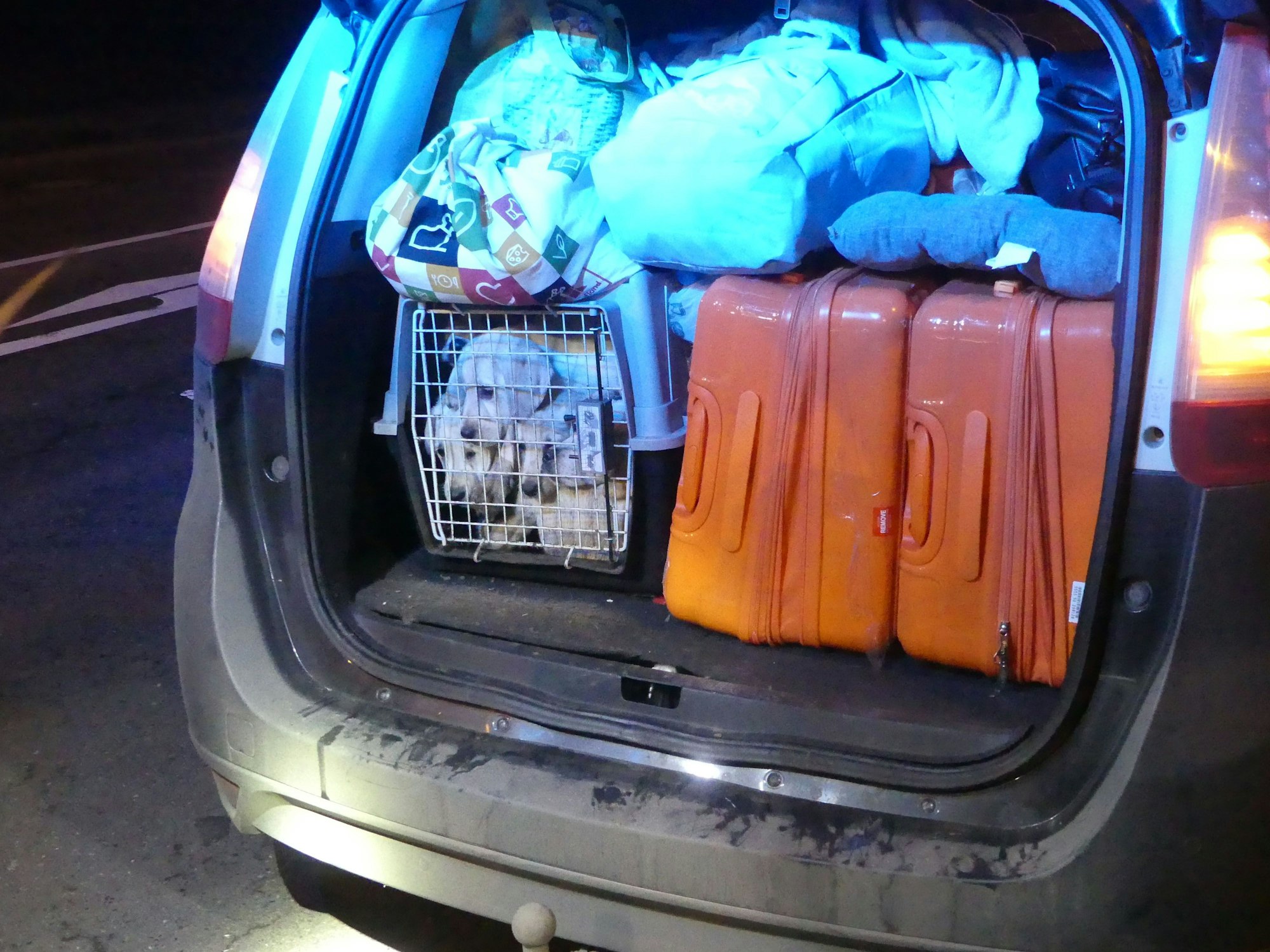Der Kofferraum eines Fahrzeugs ist geöffnet, darin Gepäck, Bettzeug sowie eine Transportkiste, in der sich Hundewelpen drängen.