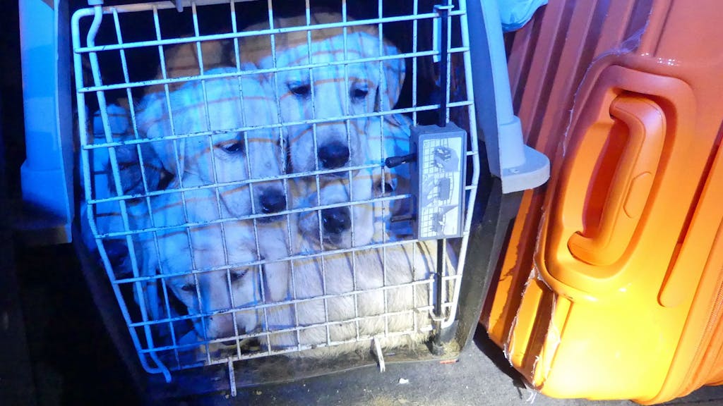 In eine Gitterbox gepferchte Hundewelpen
