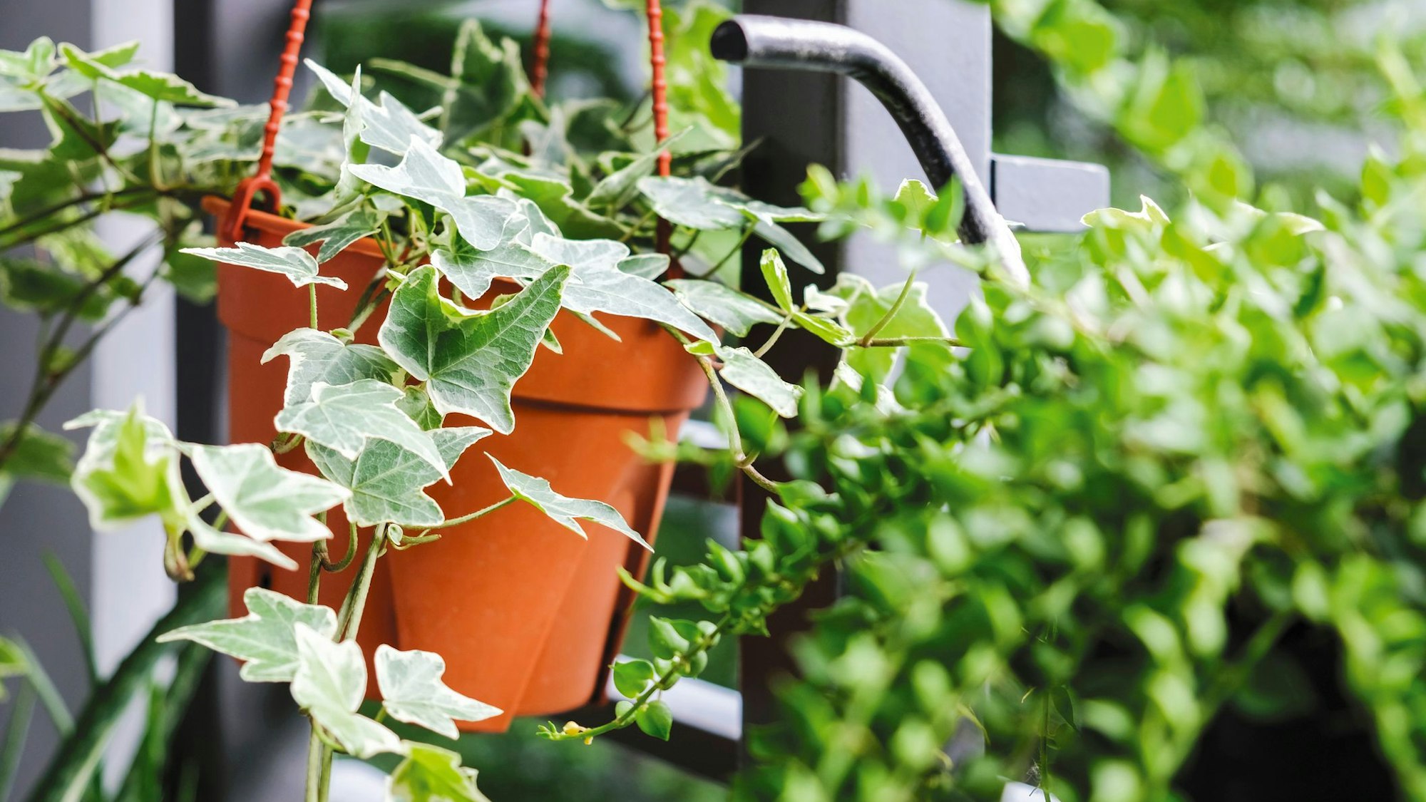 Efeu ist eine immergrüne, winterharte Balkonpflanze.