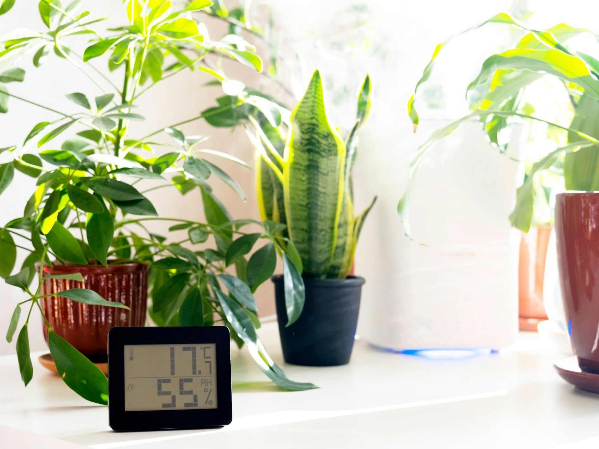 Luftfeuchtigkeit erhöhen geht anz einfach mit den richtigen Zimmerpflanzen.