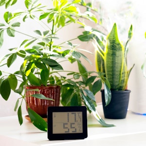Luftfeuchtigkeit erhöhen geht anz einfach mit den richtigen Zimmerpflanzen.