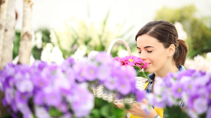 springtime woman in flowers garden smell the primroses in wicker basket