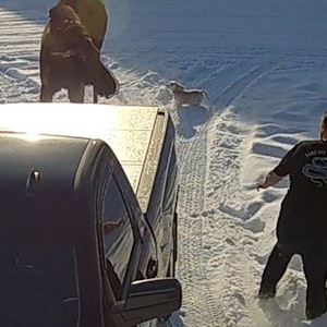 Kleiner Hund beschützt einen Mann im verschneiten Alaska vor einem aggressiven Hirsch.