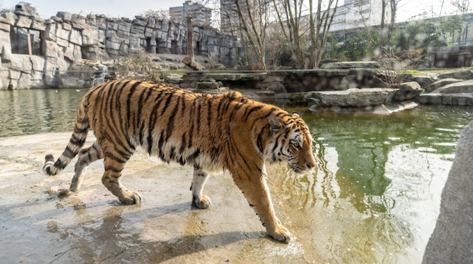 Tiger Akina geht durch ihr Gehege im Kölner Zoo.