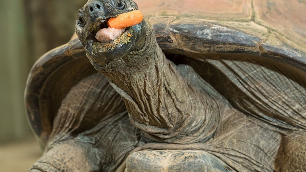 Riesenschildkröte Schurli: Dieses Expemplar wurde 209 in Wien (Tiergarten Schönbrunn) abgelichtet. Inzwischen wurde eine neue Art entdeckt.