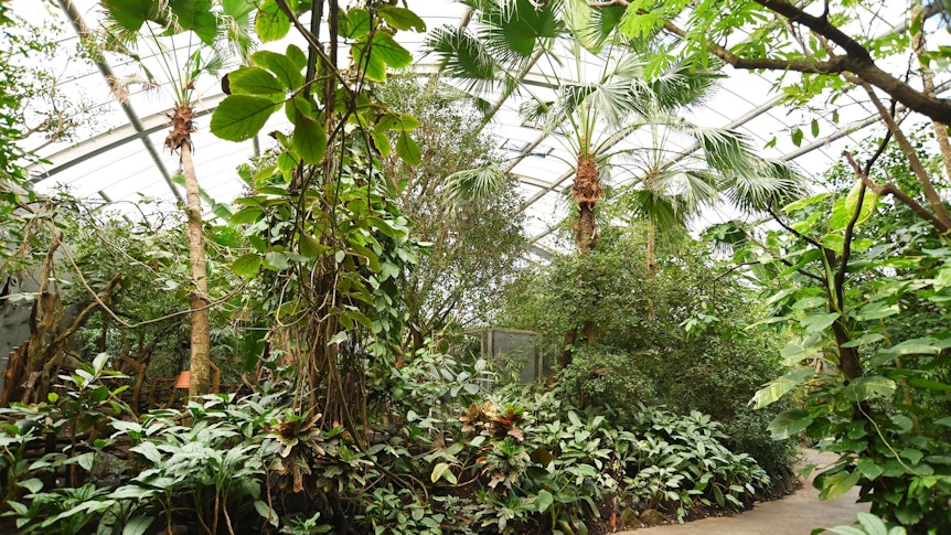 Palmen und andere Pflanzen wachsen in einer Halle.