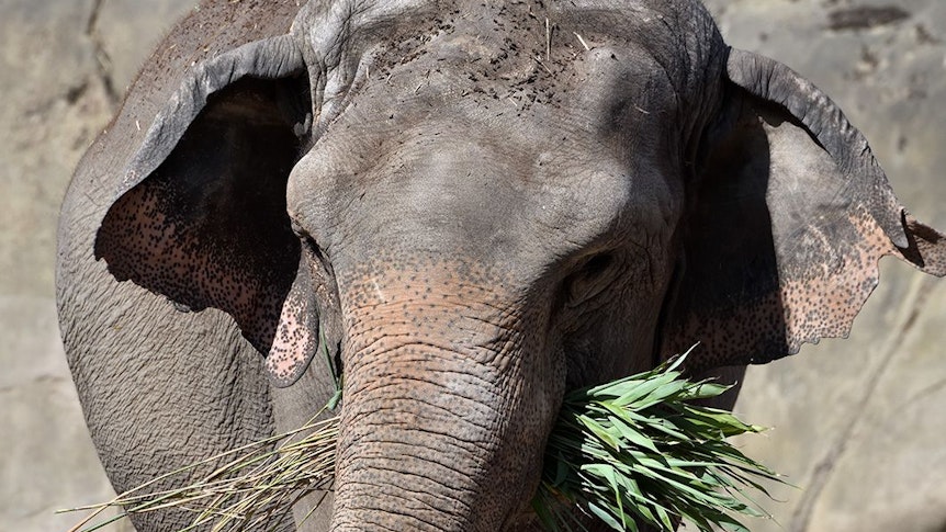 Die Elefanten-Dame Maejaruad, die am 18. März 2022 im Kölner Zoo eingeschläfert werden musste.