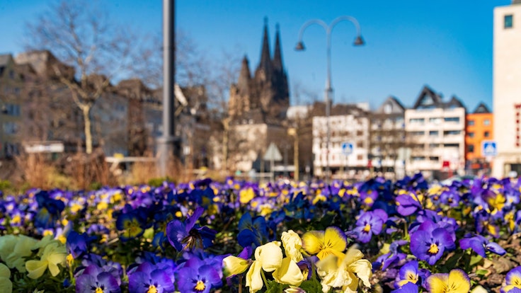 Ein Blumenbeet am Heumarkt mit dem Kölner Dom und der Altstadt im Hintergrund