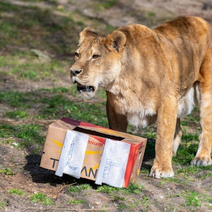 Die Löwin Zeta steht an ihrem 24. Geburtstag vor einem Karton mit Fleischknochen, ihrem Geburtstagsgeschenk. Sie lebt im Allwetterzoo in Münster.