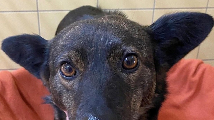 Einer der geretteten Hunde aus der Ukraine