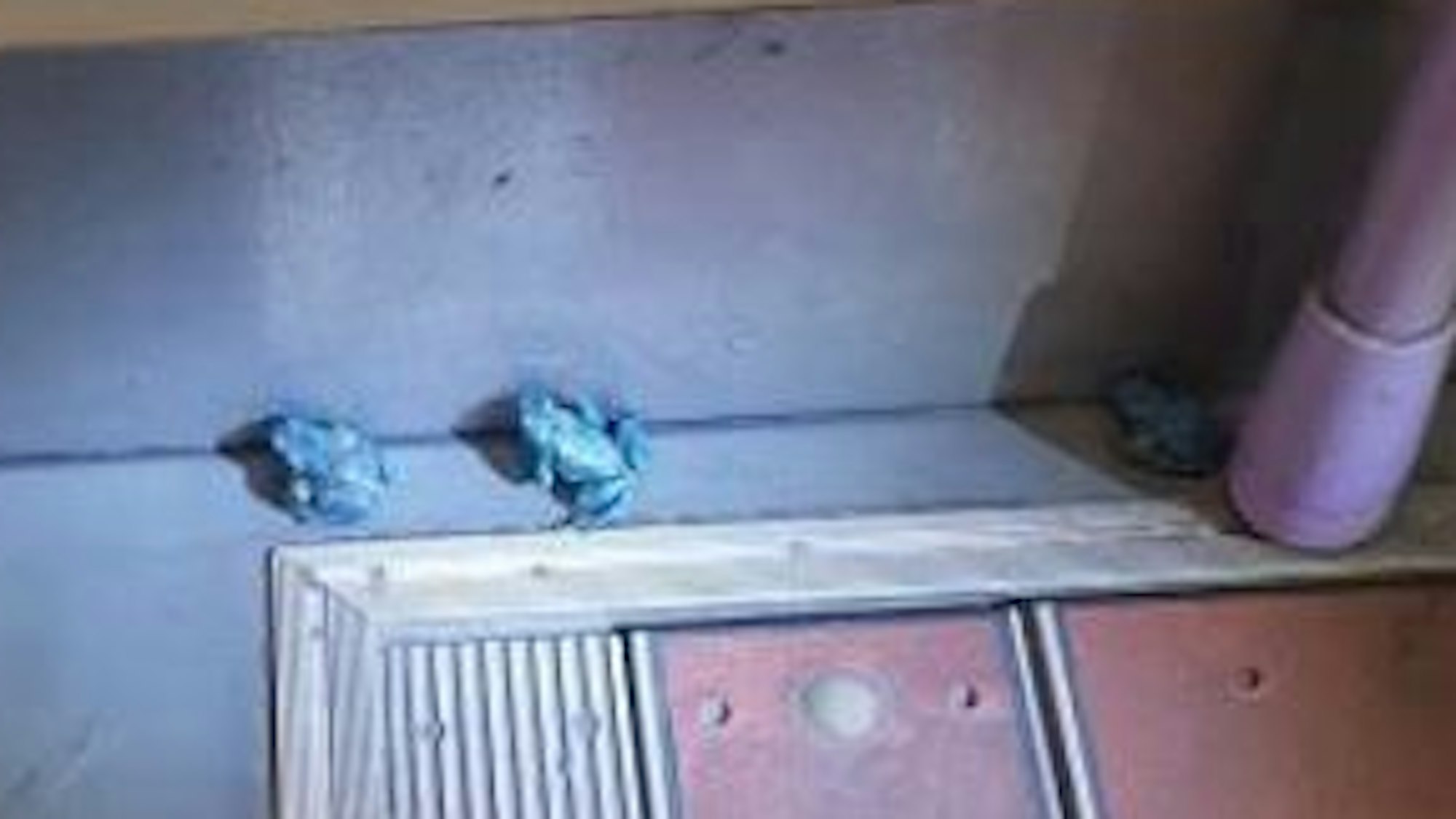 Drei blaue Frösche hocken auf dem Boden einer Bahn.