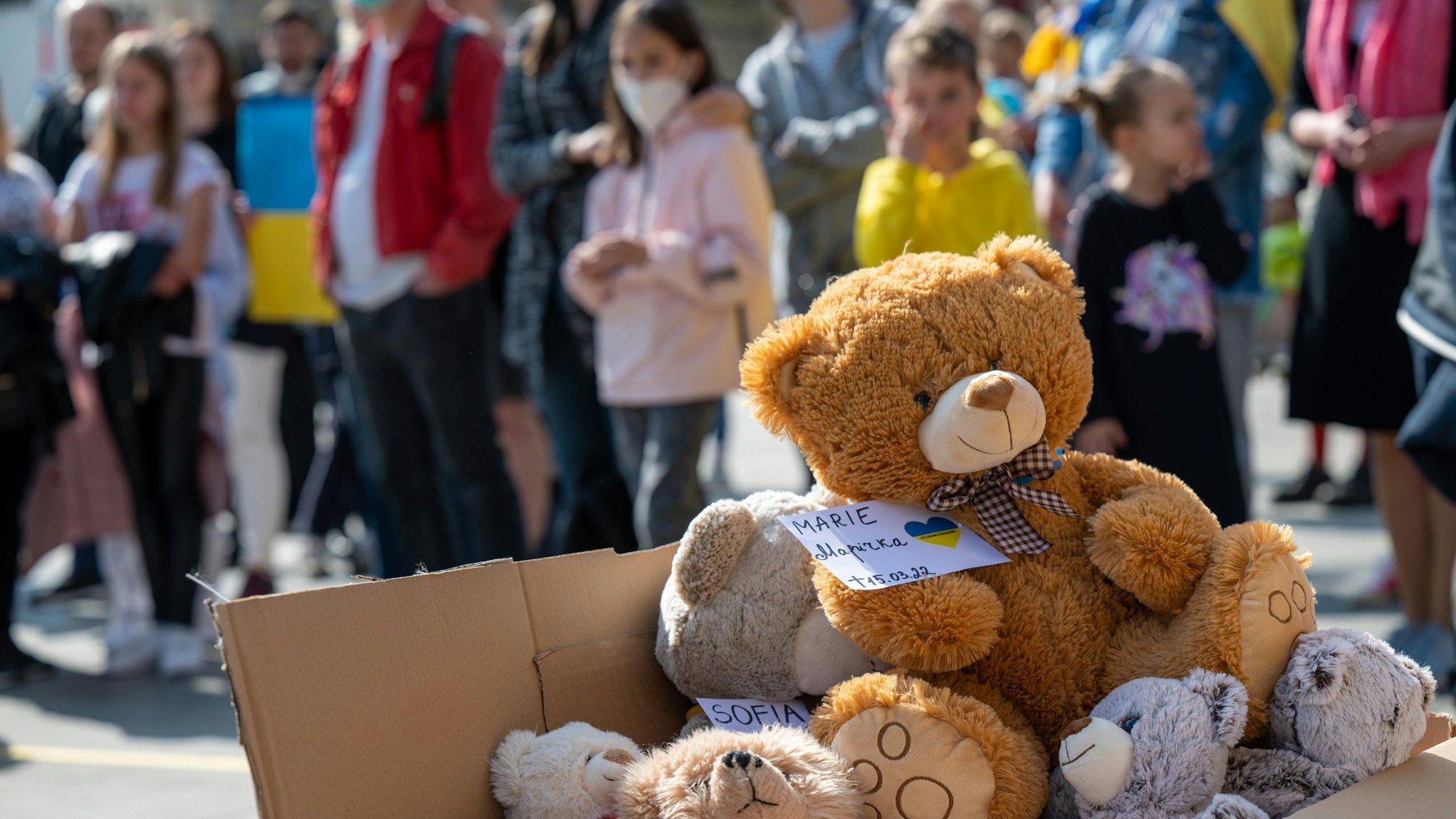 In einem Karton sind zahlreiche Teddybären.