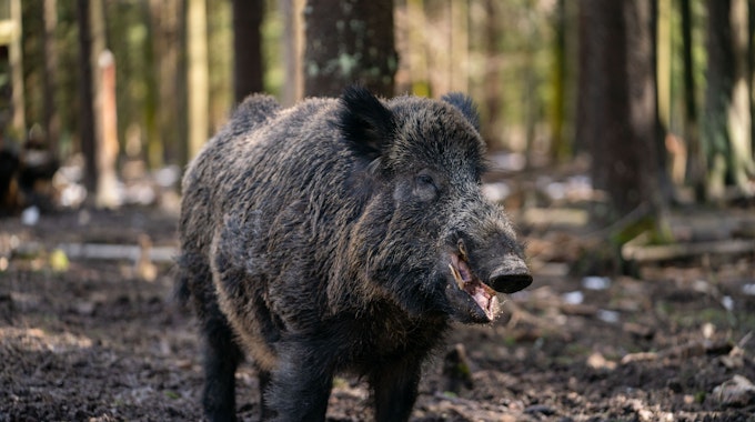 Der rund 200 kg schwere Schwarzwild-Keiler „Putin“ steht am 6. April in seinem Gehege im Wildpark Waldhaus Mehlmeisel.