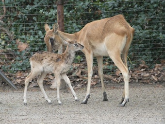 Ein Jungtier und seine Mutter im Kölner Zoo. DieWeißnacken-Moorantilopen haben Nachwuchs.