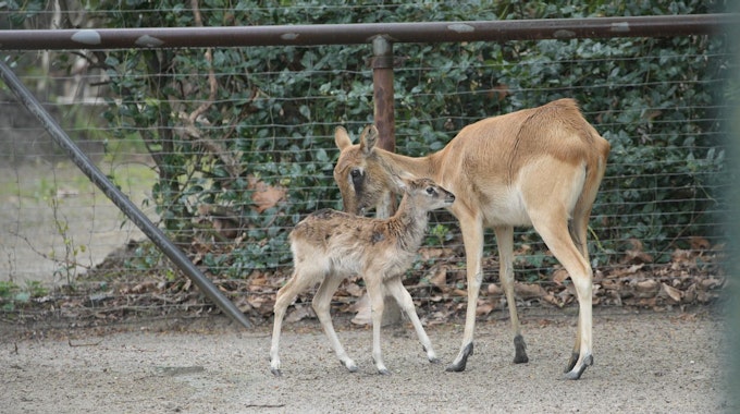 Ein Jungtier und seine Mutter im Kölner Zoo. Die Weißnacken-Moorantilopen haben Nachwuchs.
