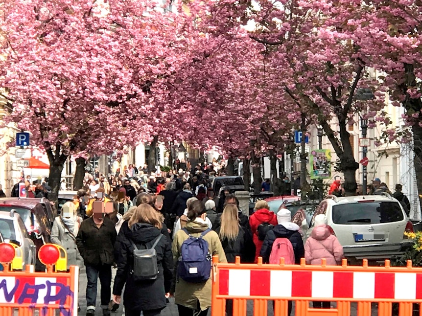 Auf der Bonner Heerstraße blühen die Kirschbäume und bilden einen Tunnel.