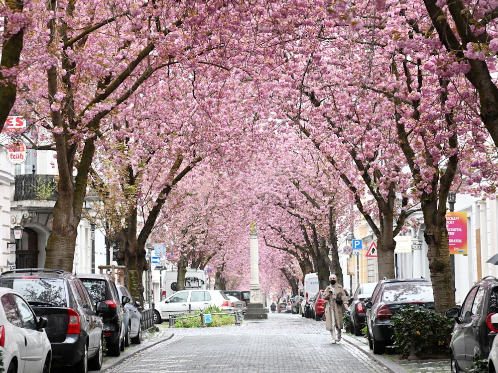 Auf der Heerstraße in Bonn blühen die Kirschbäume und bilden einen Blütentunnel.
