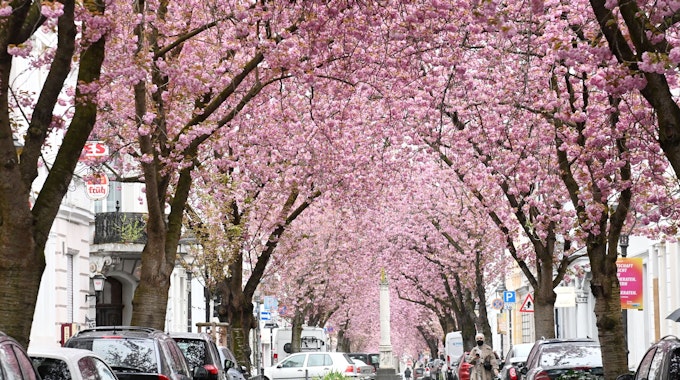 Auf der Heerstraße in Bonn blühen die Kirschbäume und bilden einen Blütentunnel.