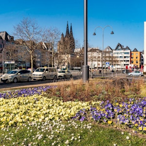 Ein Blumenbeet am Heumarkt. Im Hintergrund ist der Kölner Dom und die Altstadt zu sehen.