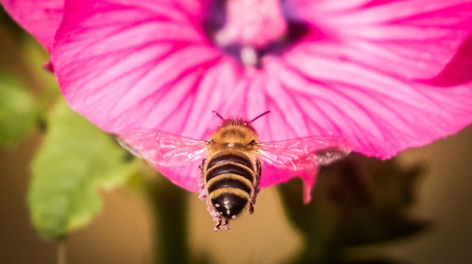 Eine Biene steuert im Sonnenschein auf eine der letzten Blüten in einem Garten auf dem Lohrberg zu.