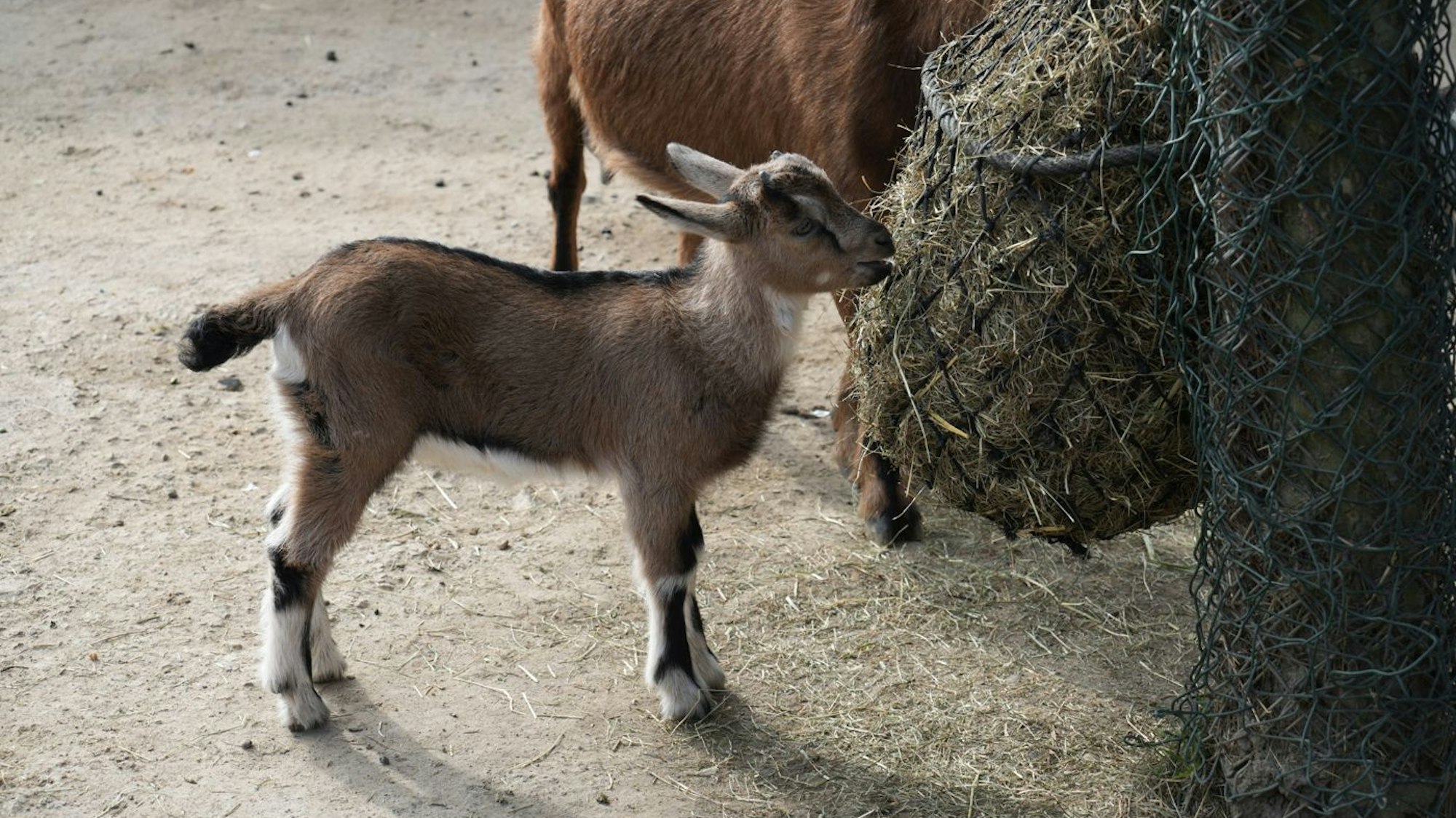 Im Kölner Zoo sind die ersten Söhne von FC-Maskottchen Hennes zur Welt gekommen. Die beiden männlichen Jungtiere sind noch namenlos.