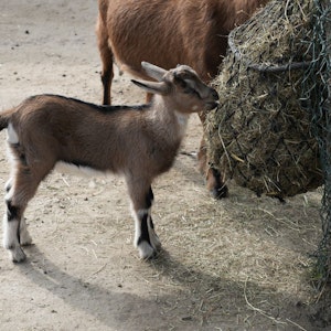 Im Kölner Zoo sind die ersten Söhne von FC-Maskottchen Hennes zur Welt gekommen. Die beiden männlichen Jungtiere sind noch namenlos.
