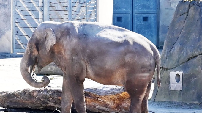 Elefantenbulle Bindu im Kölner Zoo. Er wird für immer von der Herde getrennt.