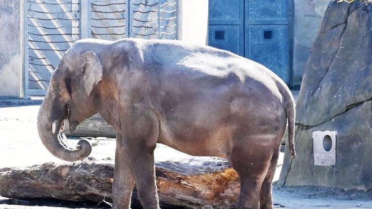 Elefantenbulle Bindu im Kölner Zoo. Er wird für immer von der Herde getrennt.