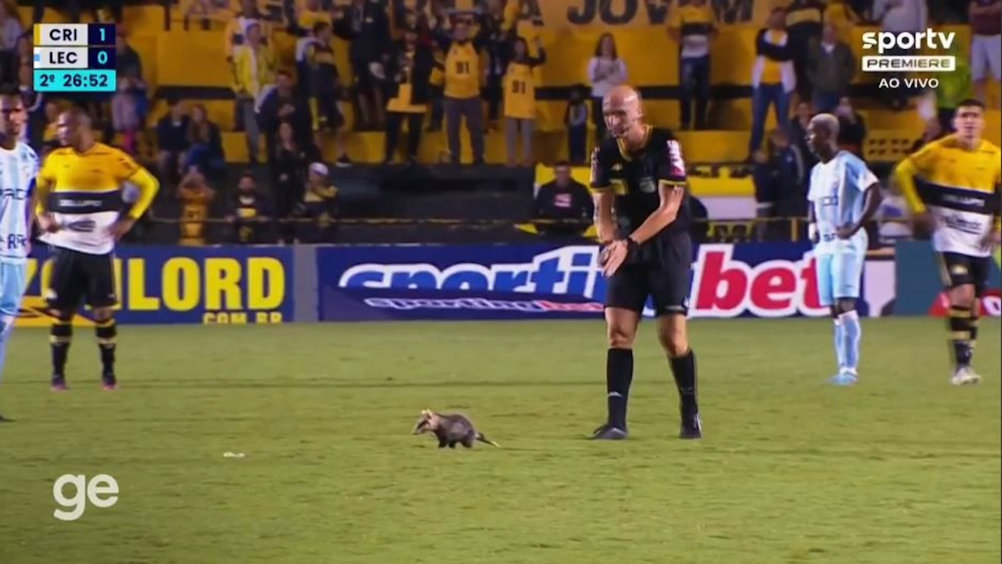 Ein Opossum flitzt beim Zweitliga-Spiel zwischen Criciúma und Londrina über den Rasen und wird vom Schiedsrichter und einigen Spielern vom Feld getrieben.