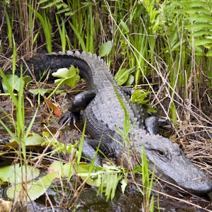 Ein riesiger Alligator wurde in einem Wohnviertel in Venice gesichtet. Das Symbolbild ist vom 14. August 2008 und zeigt einen Alligator im Okefenokee-Sumpfgebiet.