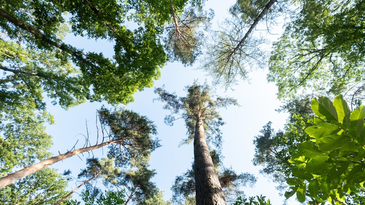 Die Anzahl an verschiedenen Baumarten weltweit hat sich um 14 Prozent gesteigert. Das Symbolbild ist vom 23. Juli 2020 und zeigt Baumkronen in einem Waldstück in Stuttgart.