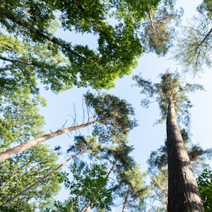 Die Anzahl an verschiedenen Baumarten weltweit hat sich um 14 Prozent gesteigert. Das Symbolbild ist vom 23. Juli 2020 und zeigt Baumkronen in einem Waldstück in Stuttgart.