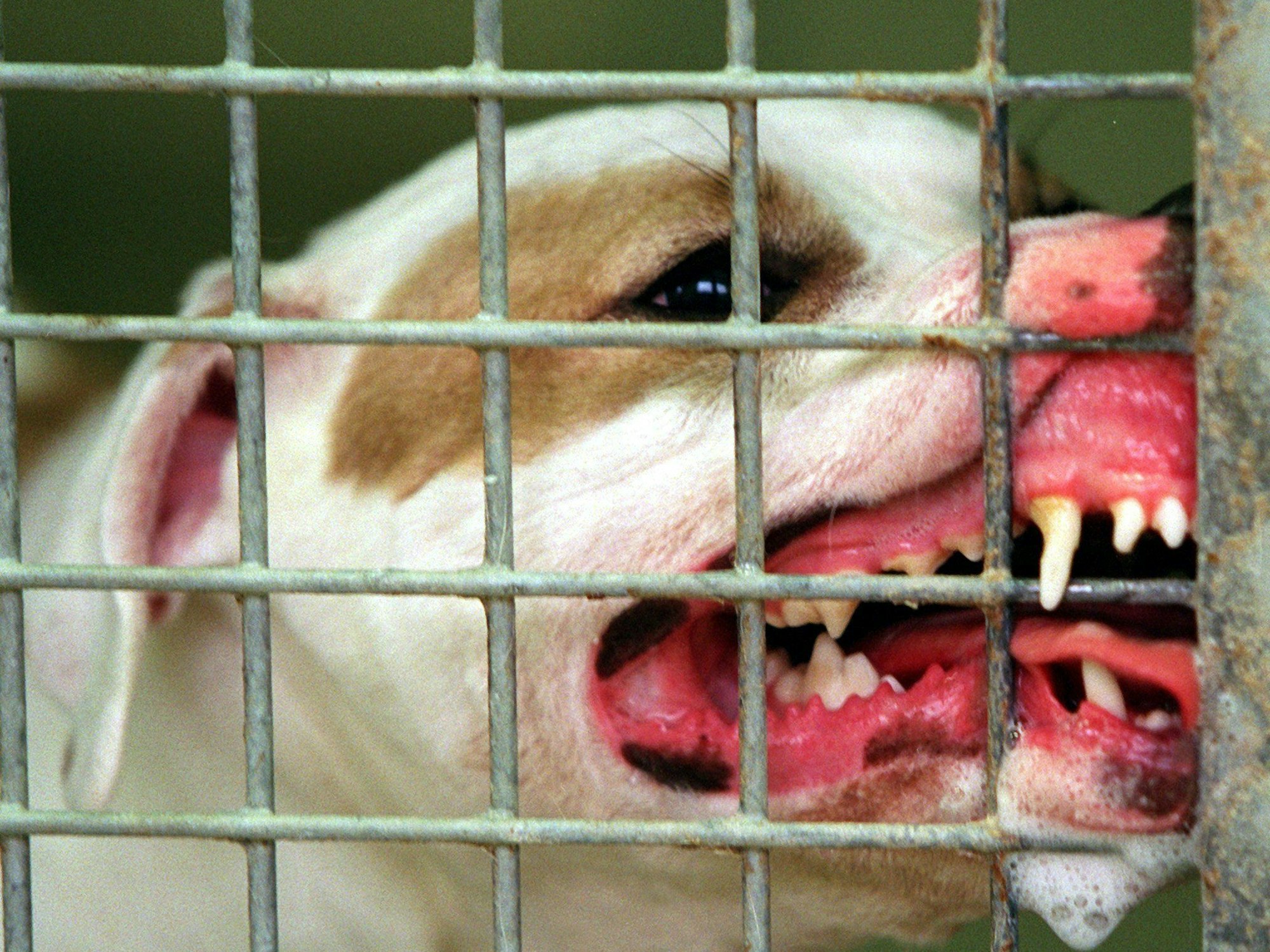 Das Symbolbild zeigt einen Pitbullterrier, der sich in das Gitter seines Käfigs im Tierheim in Hamburg am 20. Januar 2000 verbeißt.