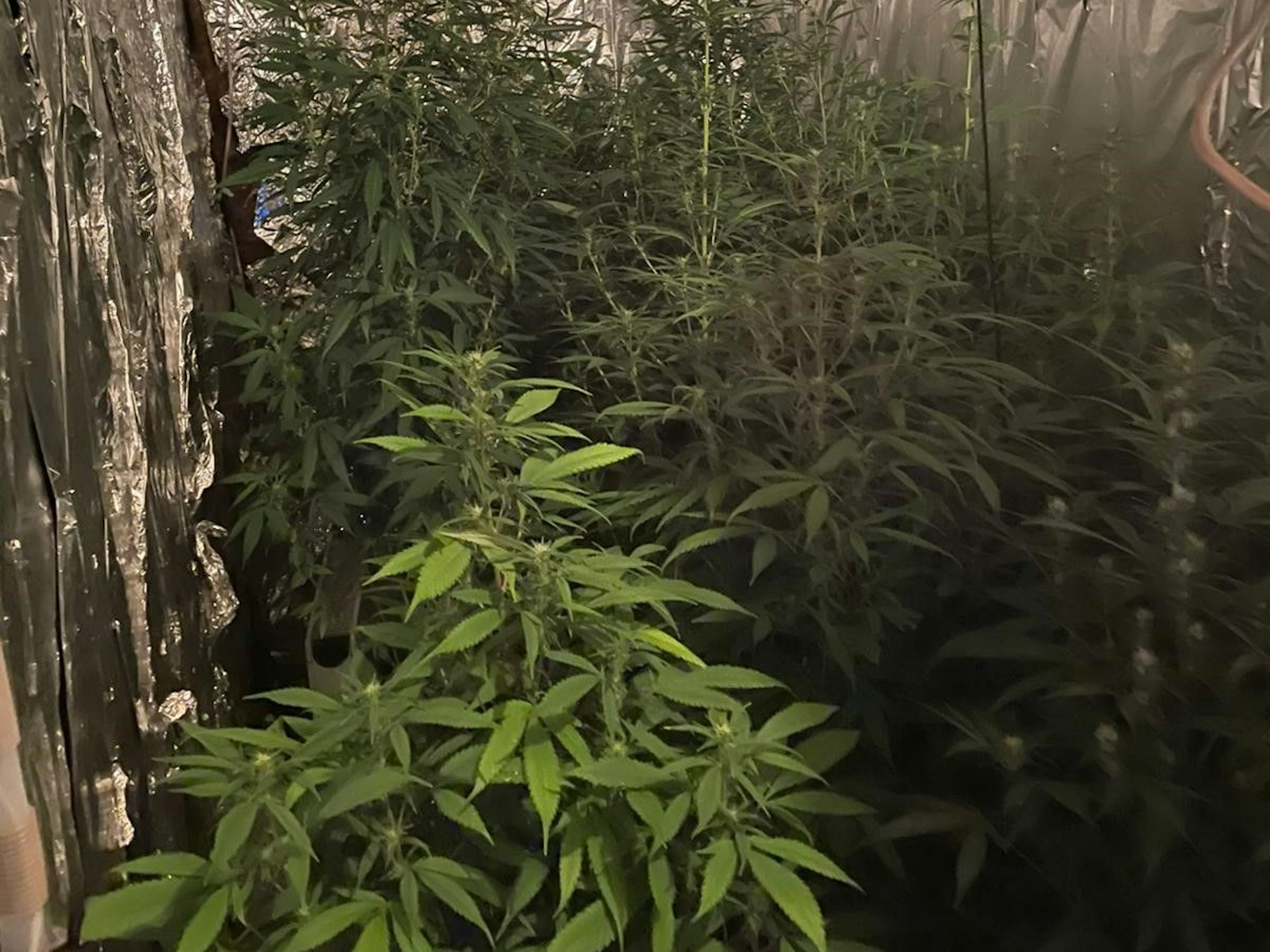 Mehrere Marihuana-Pflanzen stehen dicht gedrängt in einem Raum, dessen Wände mit Alufolie verkleidet sind.