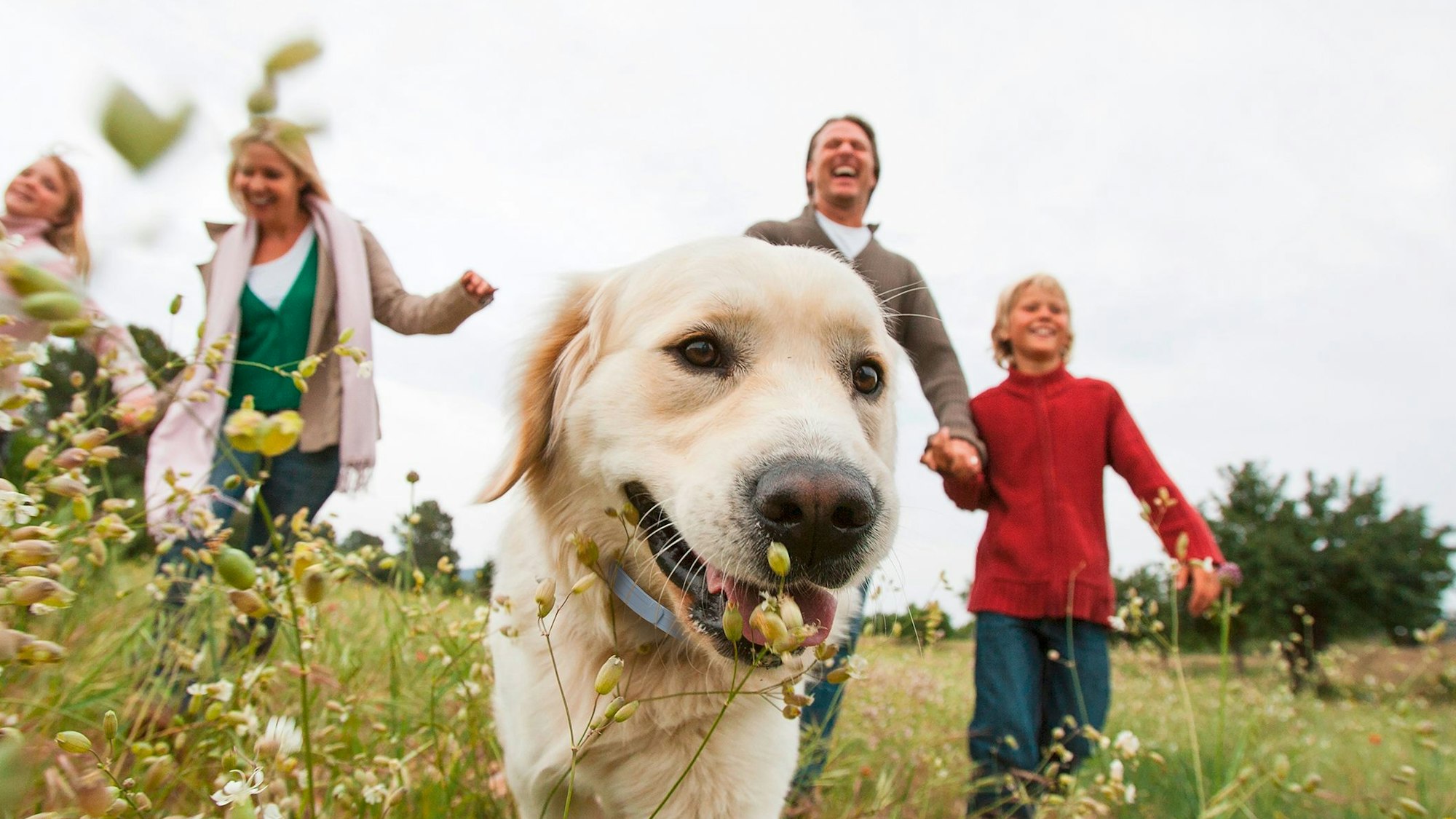 Auf dem Symbolbild ist ein Goldenretriever Hund mit seiner Familie auf einer Wiese zu sehen. Das Bild ist vom11. März 2022.