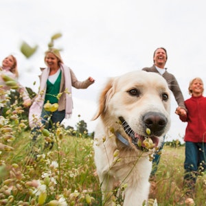 Auf dem Symbolbild ist ein Goldenretriever Hund mit seiner Familie auf einer Wiese zu sehen. Das Bild ist vom 11. März 2022.