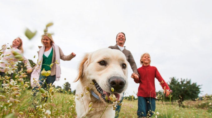 Auf dem Symbolbild ist ein Goldenretriever Hund mit seiner Familie auf einer Wiese zu sehen. Das Bild ist vom&nbsp;11. März 2022.