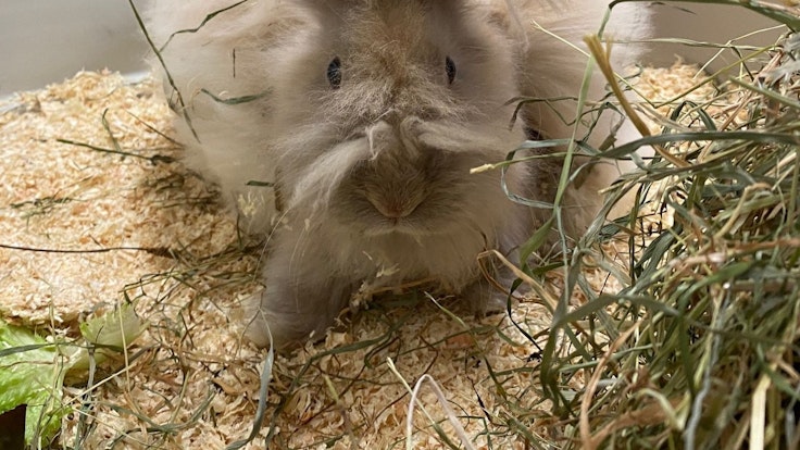 Einem Kaninchen wächst langes Fell am Körper, an den Ohren und aus der Nase.