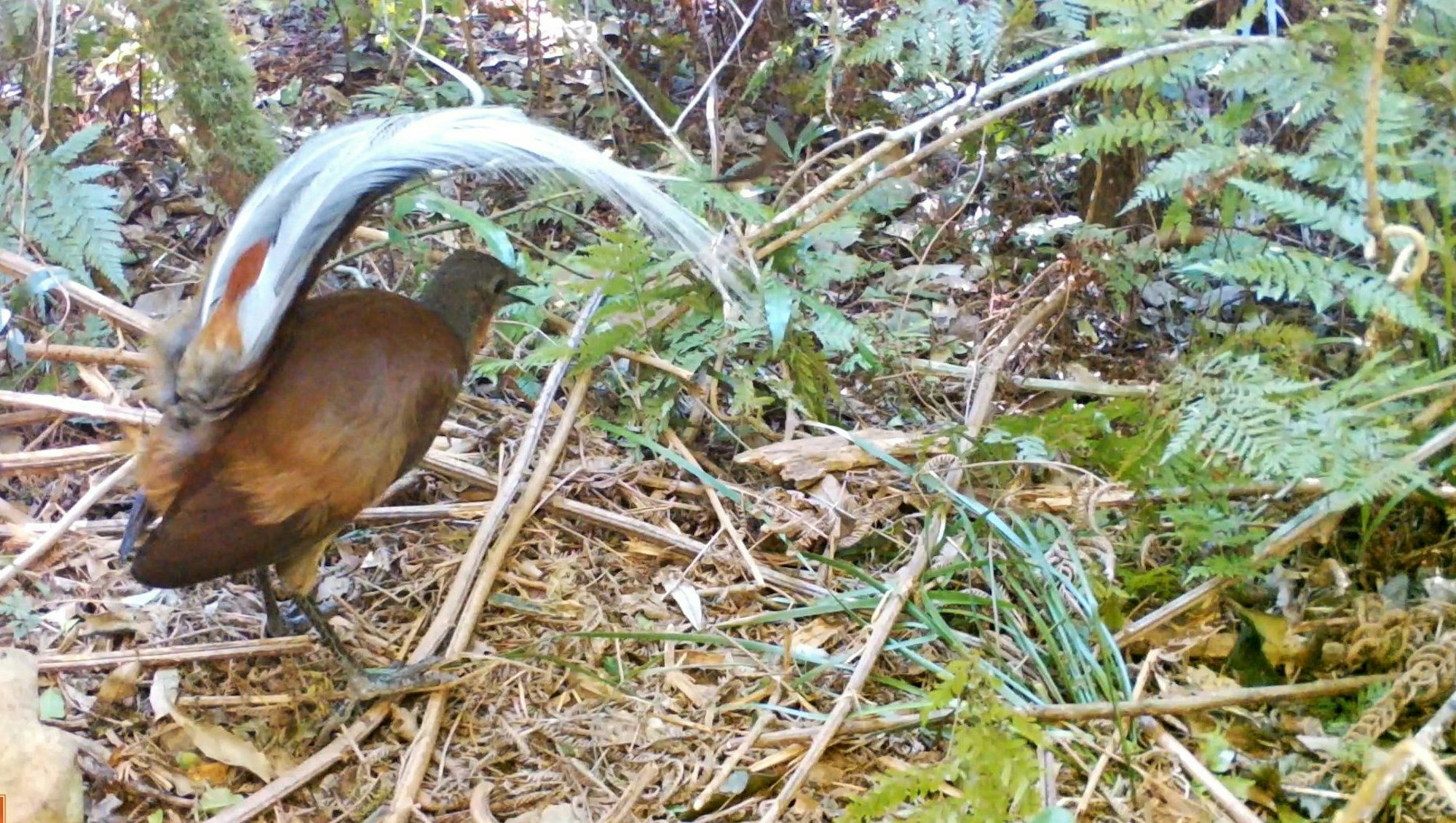 Das Videostandbild zeigt einen Braunrücken-Leierschwänz im Main Range National Park, Queensland. Forscher der Western Sydney University haben herausgefunden, dass die in Australien heimischen Leierschwänze auch selbst Lieder komponieren.
