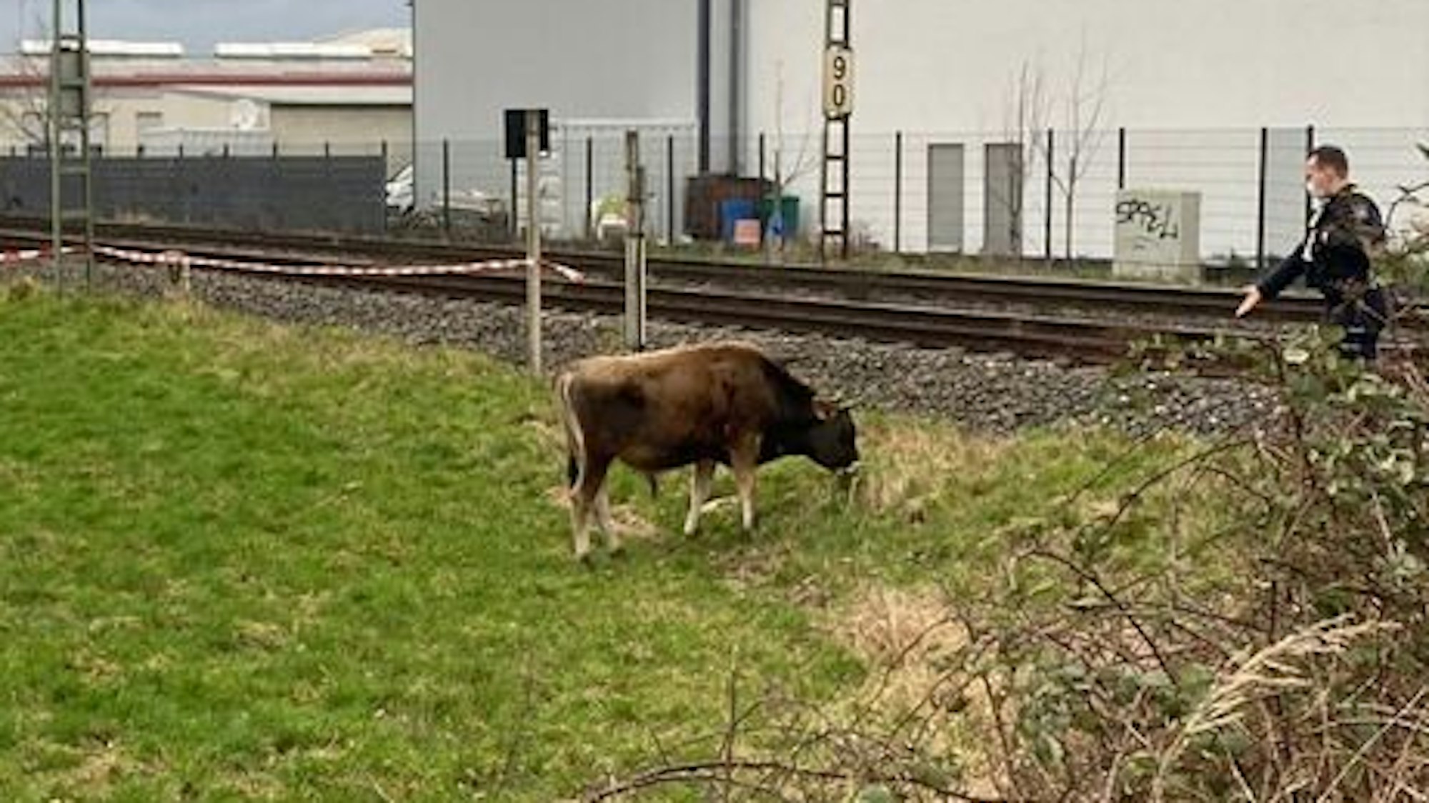Eine Kuh friss direkt an Bahngleisen, ein Bundespolizist nähert sich ihr mit ausgestreckter Hand.