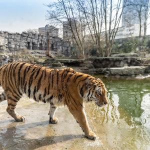 Tiger geht durch sein Gehege im Kölner Zoo.