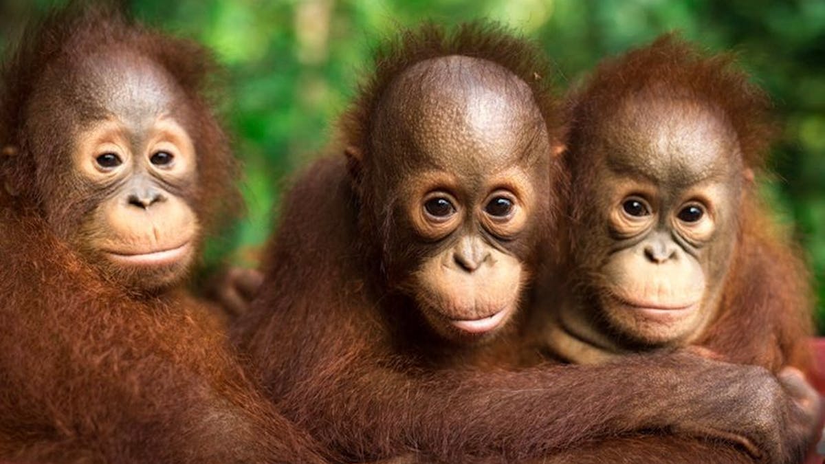 Drei Baby-Orang-Utans in der Rettungsstation Samboja Lestari.